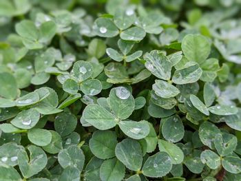 Close-up of raindrops on clover leaves