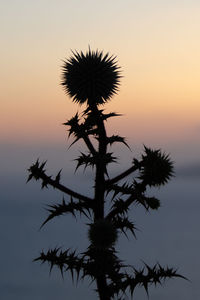 Silhouette plant against sky during sunset