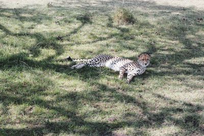 View of cat on field