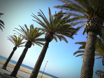 Low angle view of palm trees against sky