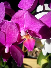 Close-up of pink flowers