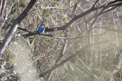 Low angle view of kingfisher perching on tree