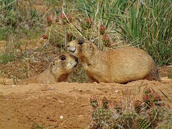 Mammals on grass