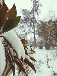 Close-up of snow on plant during winter