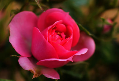 Close-up of pink rose blooming outdoors