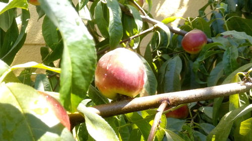 Close-up of fruit growing on tree