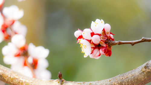 Close-up of cherry blossom on tree