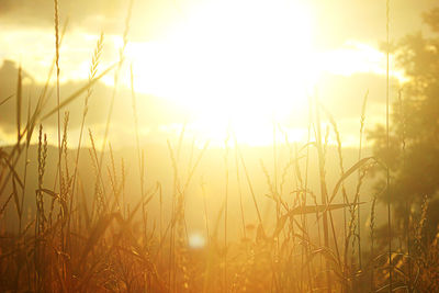 Close-up of stalks in field against sunset