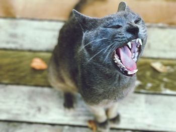 Close-up of cat yawning