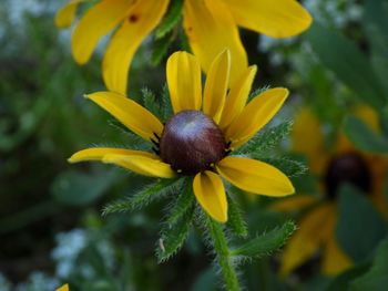 Close-up of yellow flowering plant