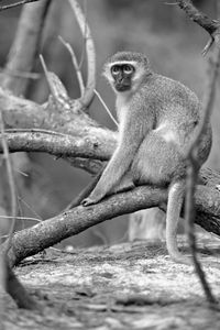 Full length of woman sitting on tree