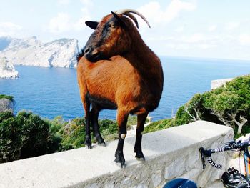 Full length of goat standing on retaining wall