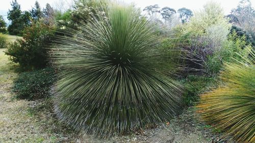 Plants growing on a tree