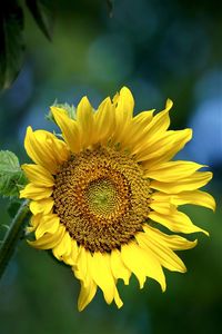 Close-up of sunflower blooming