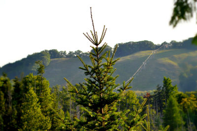 Close-up of pine tree against sky