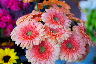 Close-up of dahlia blooming outdoors