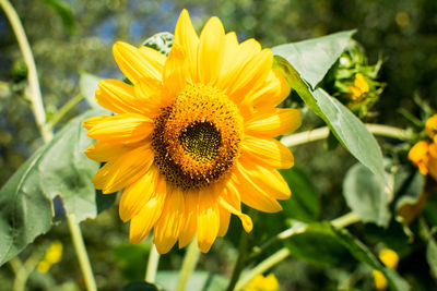 Close-up of sunflower