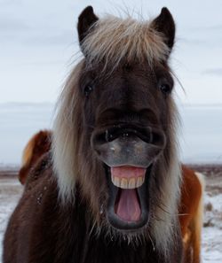 Portrait of an iceland horse
