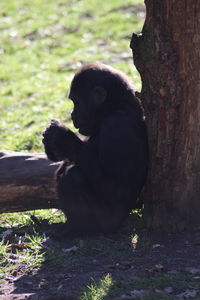 Monkey sitting on tree trunk