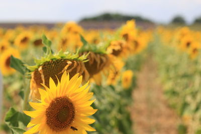 Close-up of yellow flowering plant on field
