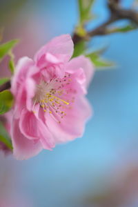 Close-up of pink flower blooming outdoors