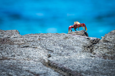 Close-up of crab on rock