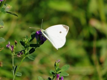 Close-up of butterfly on purple flower