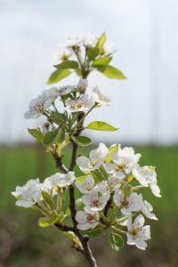 Close-up of white flowering plant