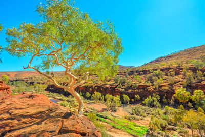 Trees on landscape against clear blue sky