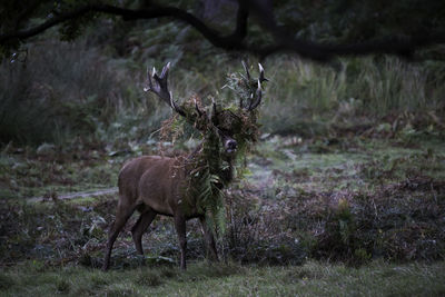Stag on field in forest