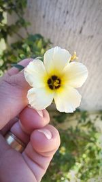 Close-up of hand holding flower