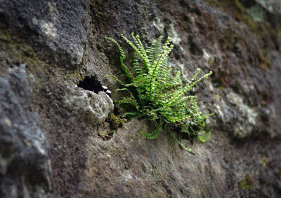 Close-up of moss growing on rock