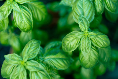 High angle view of basil plant