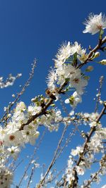 Low angle view of white flowering tree against blue sky