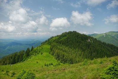 Scenic view of forest against sky