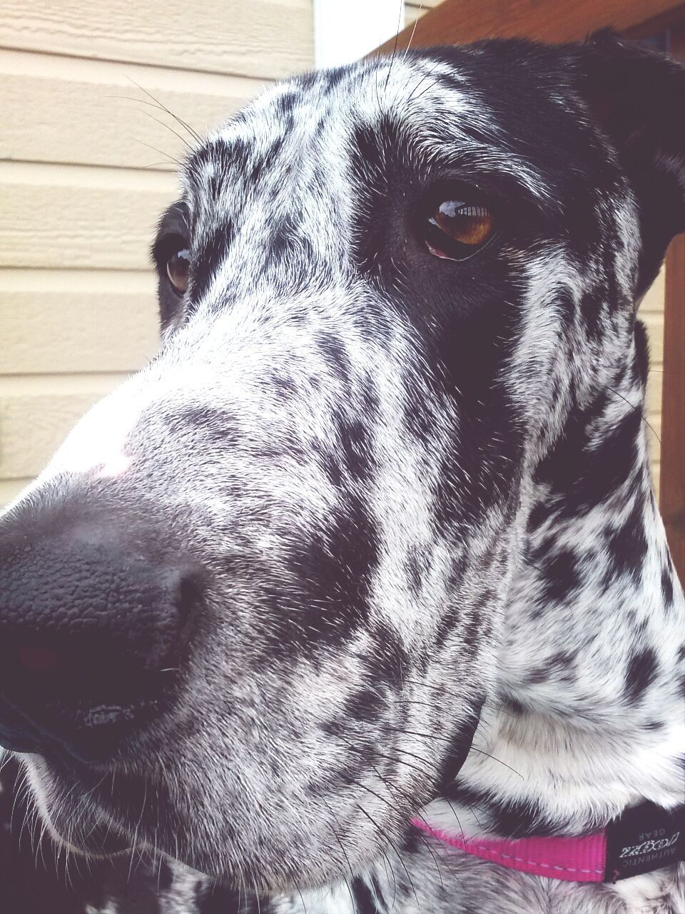 animal themes, one animal, domestic animals, animal head, mammal, dog, pets, animal body part, close-up, portrait, looking at camera, indoors, black color, focus on foreground, snout, animal nose, no people, part of, animal eye