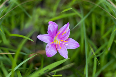 Close-up of purple crocus flower