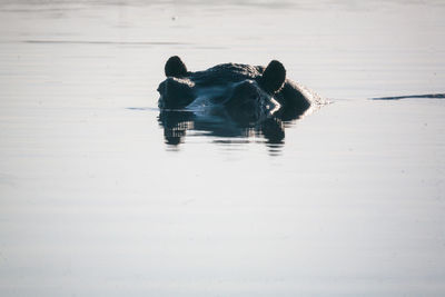 View of duck swimming in lake