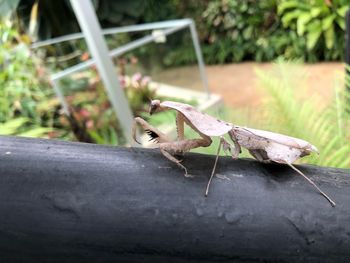 Close-up of insect on leaf
