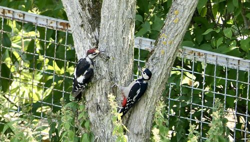 Bird perching on tree trunk