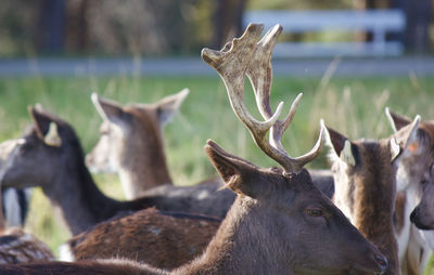 Close-up of deer