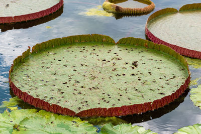 High angle view of cake on table