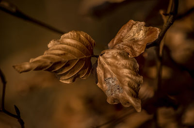 Close-up of plant against blurred background