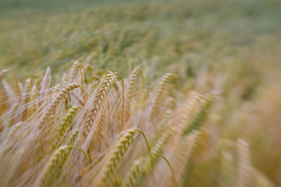 Close-up of wheat field