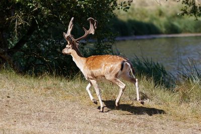 Deer standing on a land