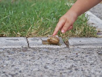 Human hand holding grass