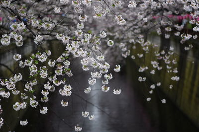 Close-up of flowers on tree