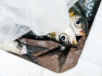 High angle view of fish for sale