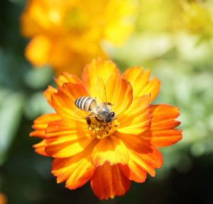 Close-up of bee pollinating on yellow flower