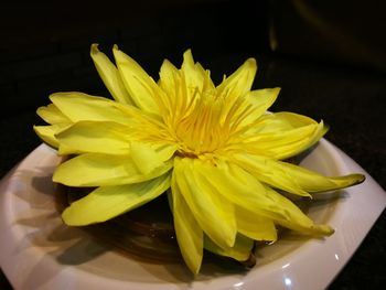 Close-up of yellow flower